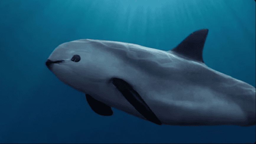 10 Weird Facts About Some of the Rarest Marine Mammals