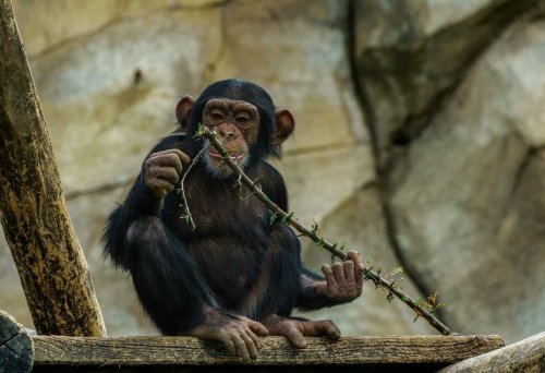 Chimpanzees Use Tools Like Humans, But One Discovery Left Researchers Stunned