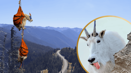 Notoriously Aggressive Mountain Goats Addicted to Human Pee and Sweat Airlifted Out of Park