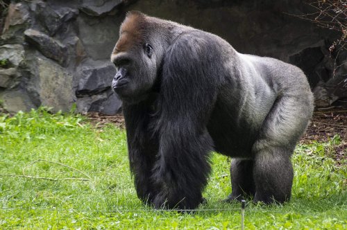 14 Wildlife Comebacks That No One Saw Coming