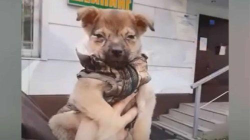 Tiny Puppy Abandoned In A Box On The Side Of The Street Saved