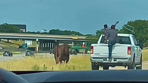 Massive Bull on the Loose Near 635 in Dallas - Captured by Spectacular Lassoing