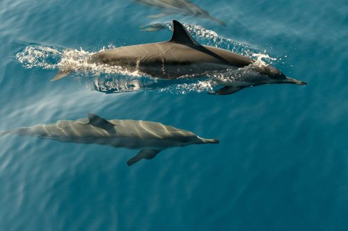 12 Times Dolphins Shocked Scientists With Their Intelligence