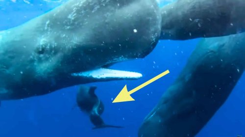 Exclusive Footage: Sperm Whales Befriend Deformed Dolphin