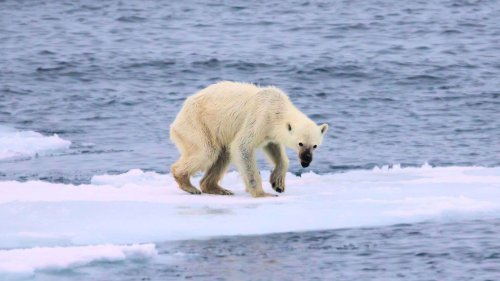 The Arctic Is Heating Up Four Times Faster Than the Rest of the World - with Massive Implications