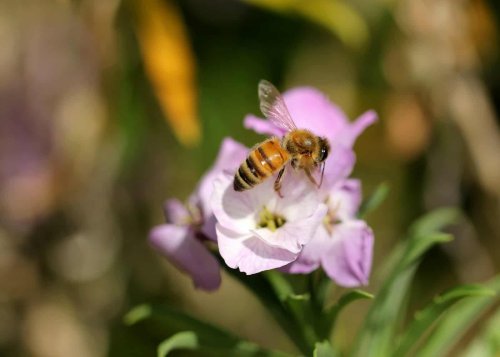 Why Honeybees Are Vital for Our Planet