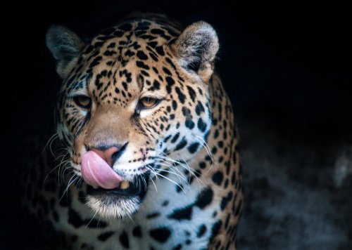 Why Rewilding Jaguars Could Change the U.S. Ecosystem