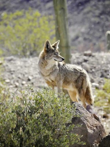 The Greatest Showdown Between a Fox and a Coyote