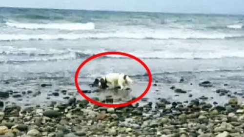 Watch: Dog Leads Owner to Baby Dolphin Stuck on Shore