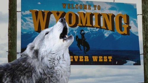 Display of Captured Wolf in Wyoming Bar Sparks Outrage