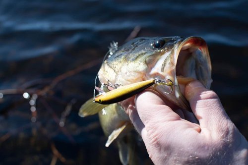 12 Most Stunning Fish You Can Catch in American Waters