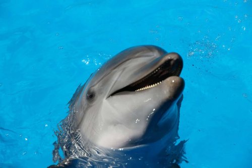 The Smartest Sea Creatures That Rival Human Intelligence