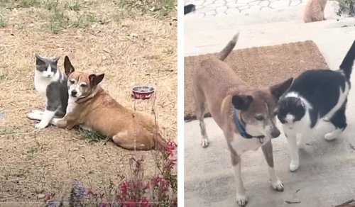 Abandoned Dog Shows Up at Cat Sanctuary and Makes Best Friend