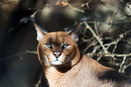 The Elusive Caracal Cat
