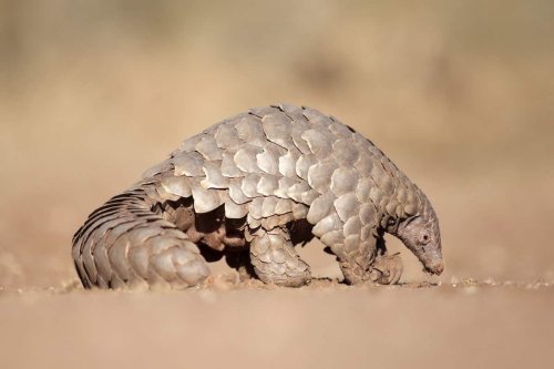 Scientists Identified an Electric Pangolin in Mojave Desert