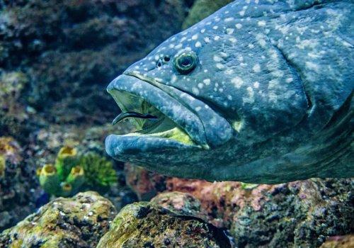 New Fossils in Baja California Reveal a Never-Before-Seen Grouper