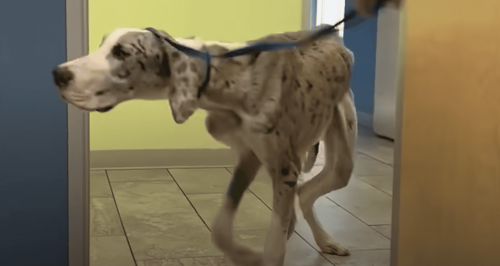 Starving Great Dane Puppy Doubles His Weight