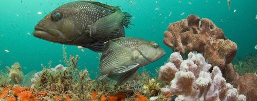 How One Fish is Emptying Senegal’s Waters
