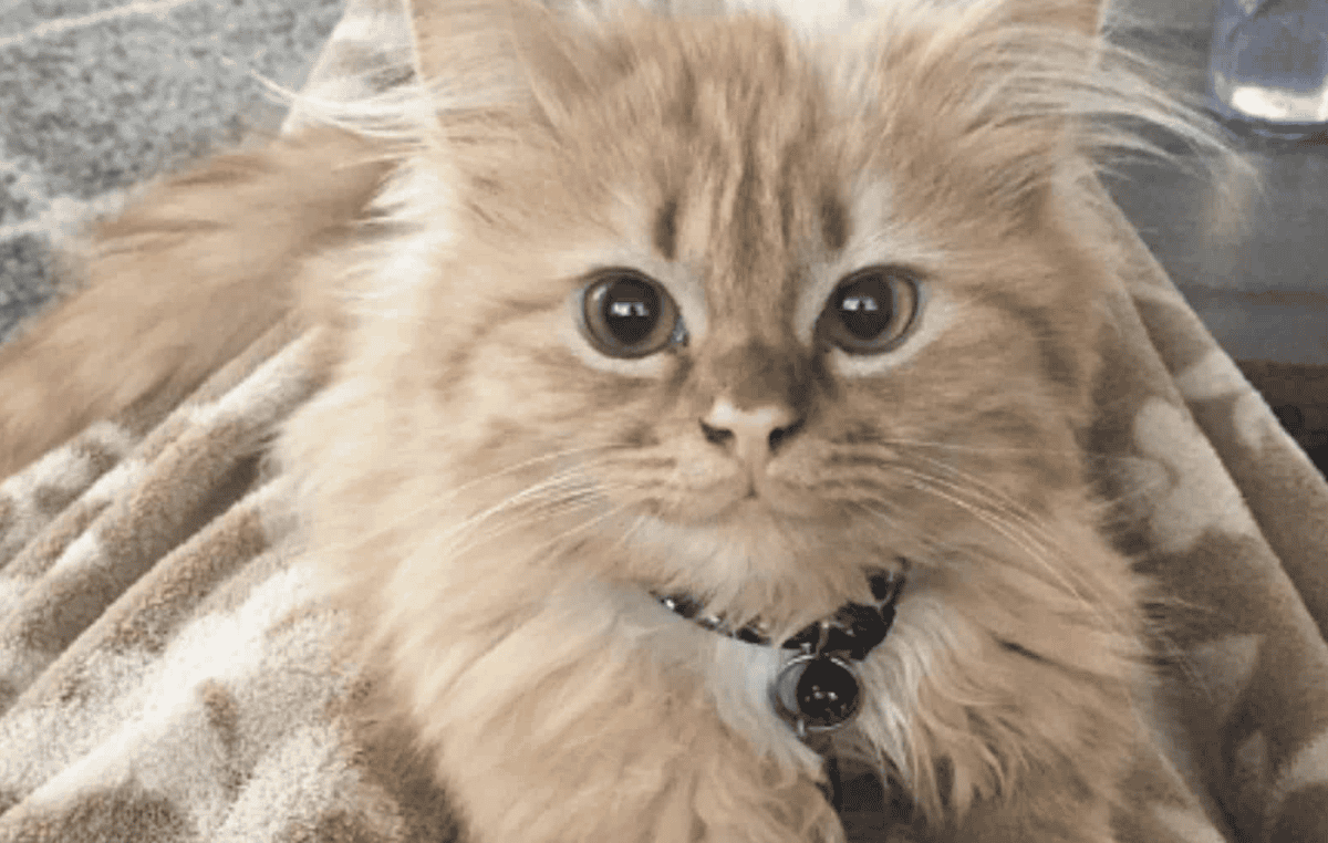 Little Kitten Cannot Stop Smiling After Being Adopted