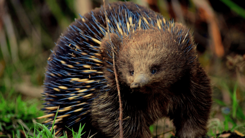 Meet the Echidna Australia’s Ancient Wanderer