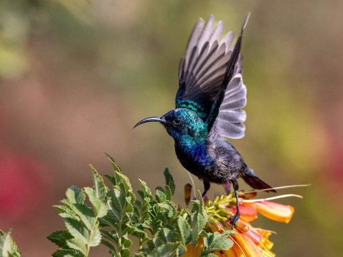 The Smallest Bird in the World Is So Tiny It Can Fit in a Teaspoon