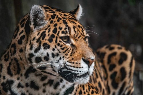 Wild Jaguars Eat Caapi Roots To Hallucinate In South America