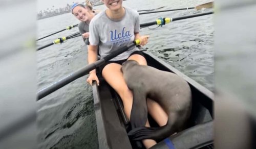 Sea Lion Interrupts UCLA Rowing Practice with Cuddles - Turned Out It Needed Help