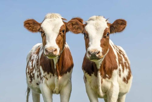 Scientists Revolutionize Dairy Farming with Genetically Engineered Cows That Produce 20-Times More Milk