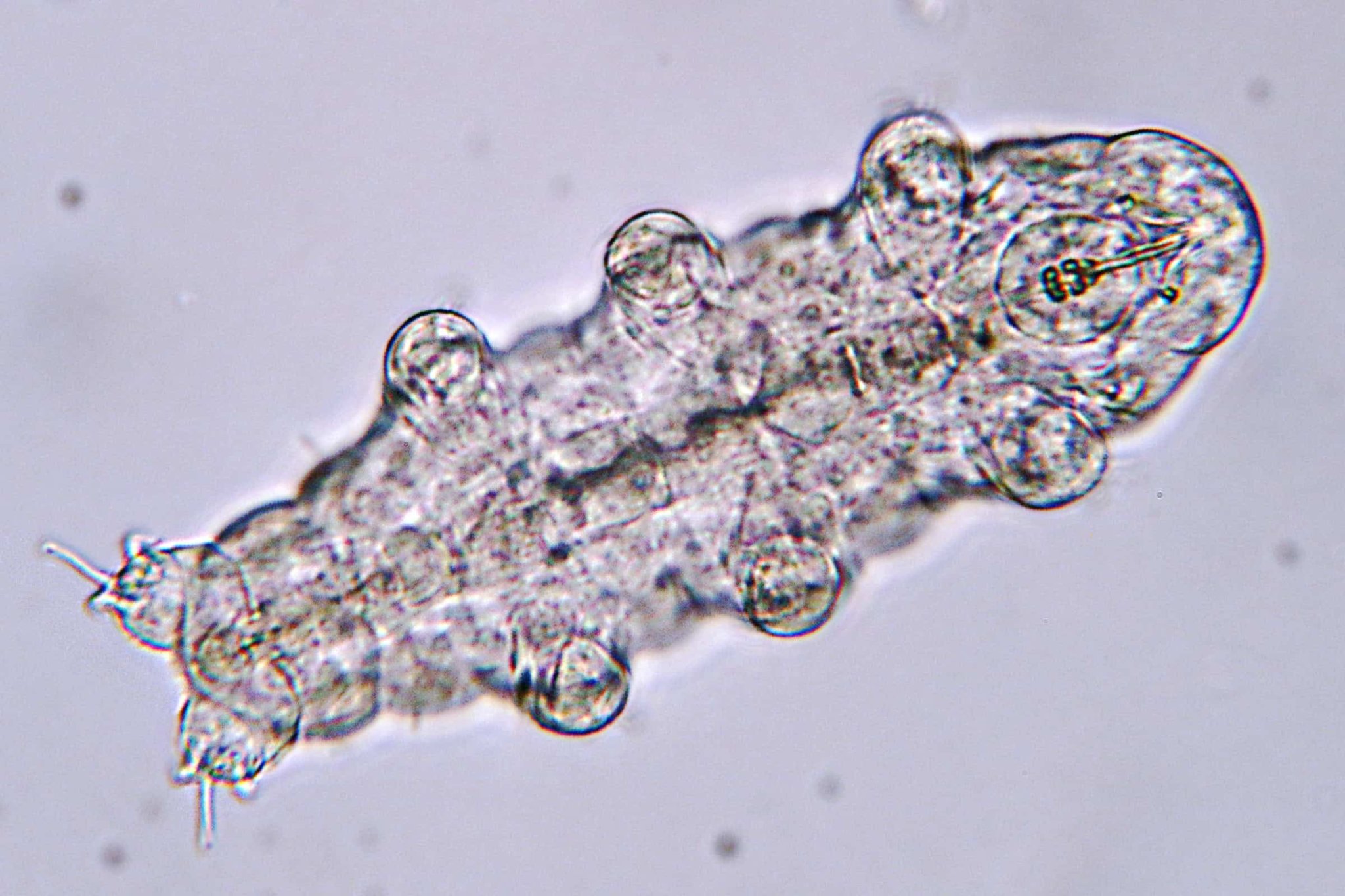 This Tiny Insect Can Survive in Outer Space—Here’s How