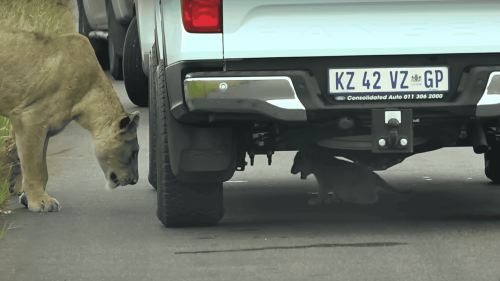 Scared Newborn Lion Cubs Hide Under a Car While Mom Tries to Cross a Busy Road