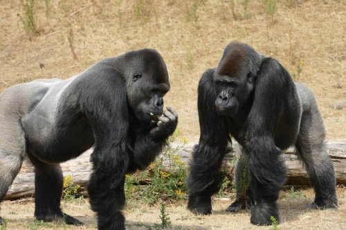 A Gorilla Fossil Changed Evolution Forever