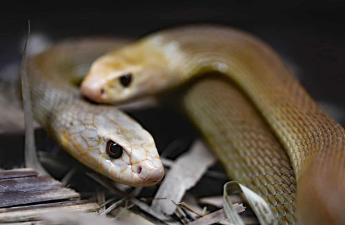 What Makes Male Snake Reproduction So Interesting?