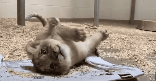 Adorable Lion Cub Meets His Dad For The First Time In Denver Zoo