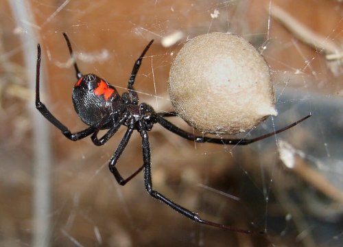 Five Spiders Most Likely To Kill You In Alabama
