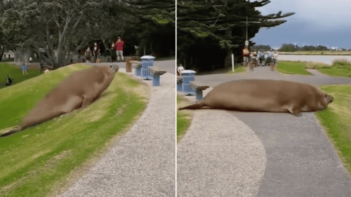 Massive Elephant Seal Takes A Walk In A Park