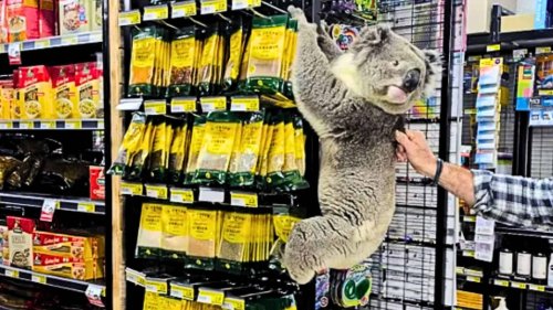 Cheeky Teenage Koala Is Escorted From a Supermarket in Australia