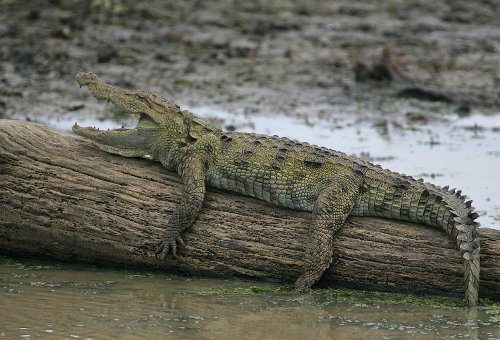 15 Crocodile Facts That Prove They Have not Needed to Evolve