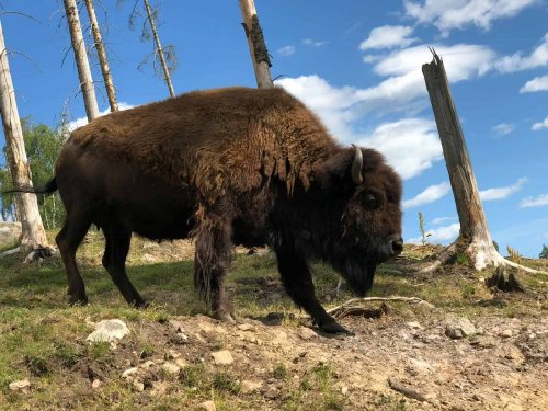 15 Wild Animals You Might Spot in U.S. National Parks