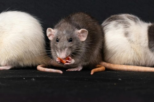 What Rats Can Teach Us About Empathy