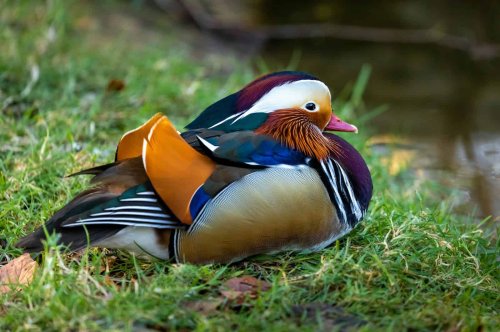 15 Most Colorful Birds in the World You Need to See