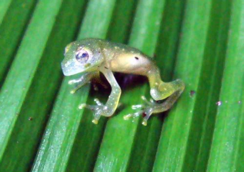What’s Causing the Rapid Decline in Amphibians