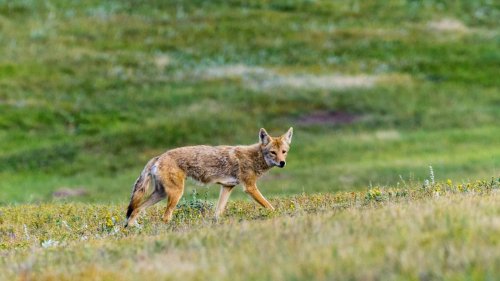 Little Girl Nearly Dragged Away by Coyote in Front of Family’s Luxury Home