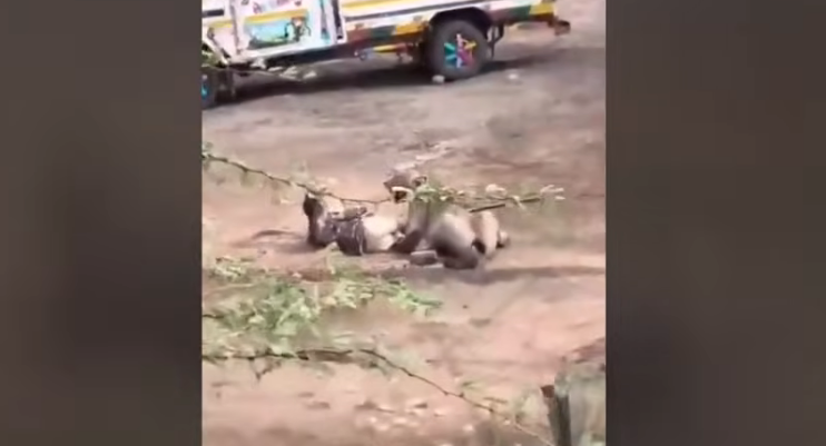 Watch: Man Survives Terrifying Encounter After Asiatic Lioness Pins Him Down
