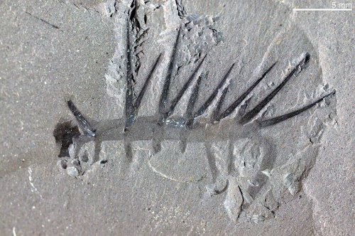The Dinosaur Fossils That Changed Our Understanding of Prehistory