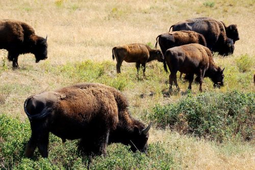 How Bison Form Herds for Mutual Protection