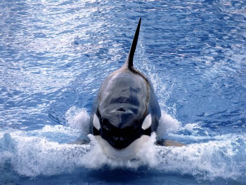 South African Scientist Claim that Recent Orca Attacks Resemble 'Military Operations'