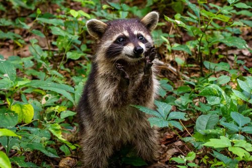 15 Wild Animals People Try to Keep as Pets (But Should not)