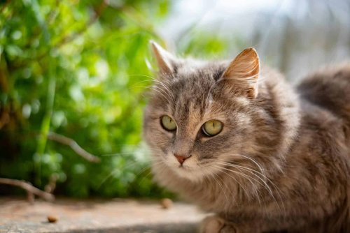 14 Weird Things Cats Do and What They Really Mean