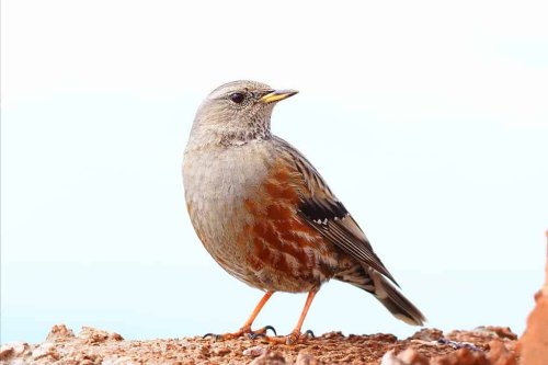 After 60 Years, He Finally Found the Bird That Eluded Him