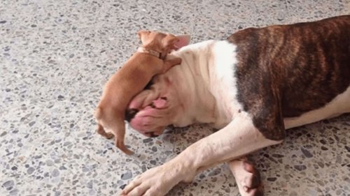 Watch as Tiny Chihuahua Puppy Adorably Teases Sleepy American Bulldog